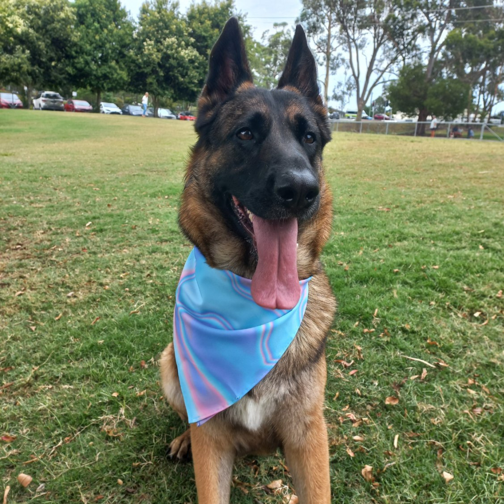 Dreaming of a stylish accessory for your furry friend? Look no further than the Lucid Dream Dog Bandana! This playful piece is the perfect addition to any pooch's wardrobe, adding a touch of flair to walks and playdates.