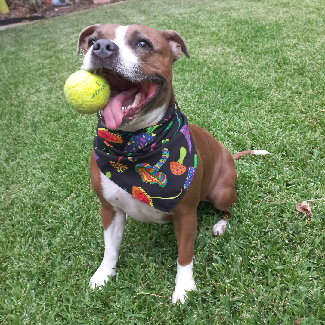 Spruce up your furry friend's wardrobe with our Magic Mushrooms dog bandana! 