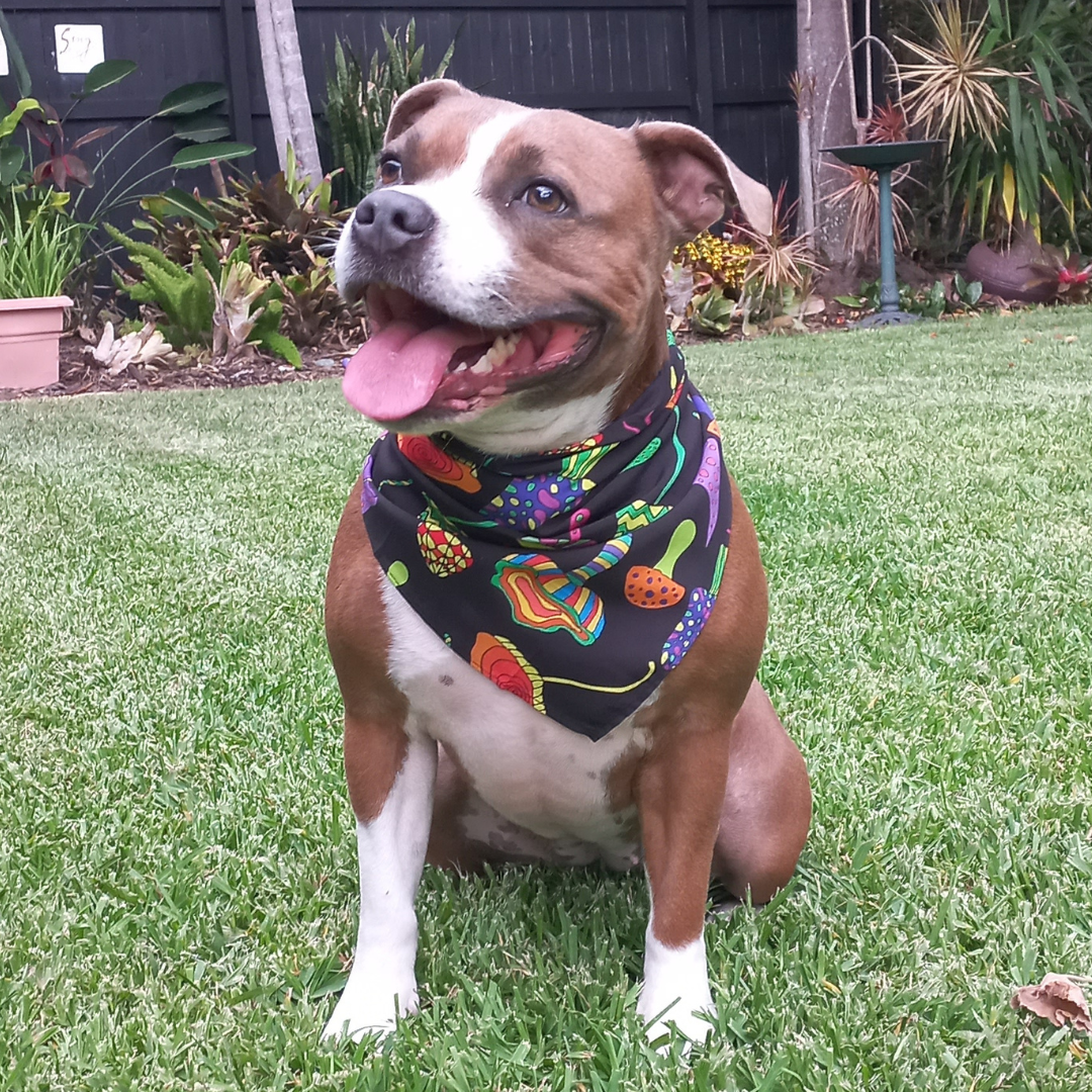 Spruce up your furry friend's wardrobe with our Magic Mushrooms dog bandana!